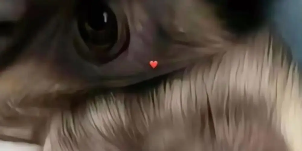 Imagem do grupo de WhatsApp só as divas