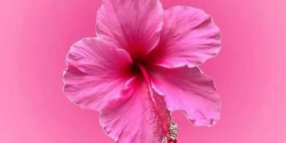 Imagem do grupo de WhatsApp Só as divas🌸🩷🩷