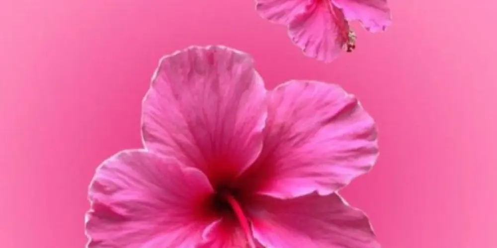 Imagem do grupo de WhatsApp Só as meninas 🎀🌷