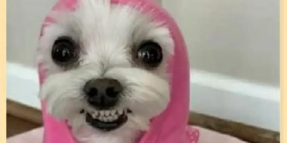 Imagem do grupo de WhatsApp 🦋SÓ AS MENINAS 🦋