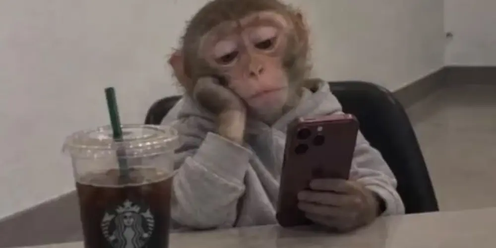 Imagem do grupo de WhatsApp só bobeira