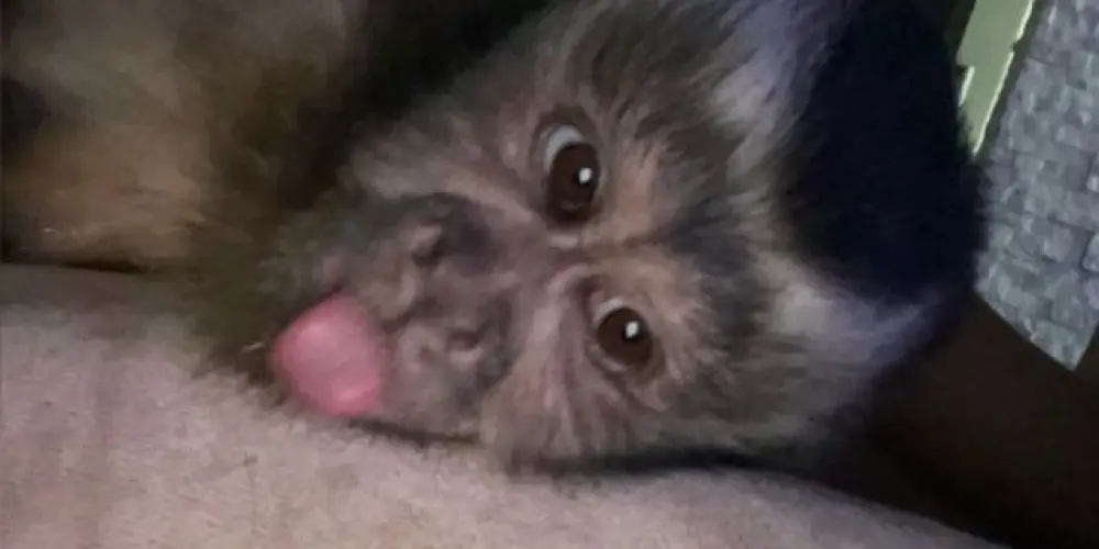 Imagem do grupo de WhatsApp ˗ˏˋ Só Chacota ˎˊ˗