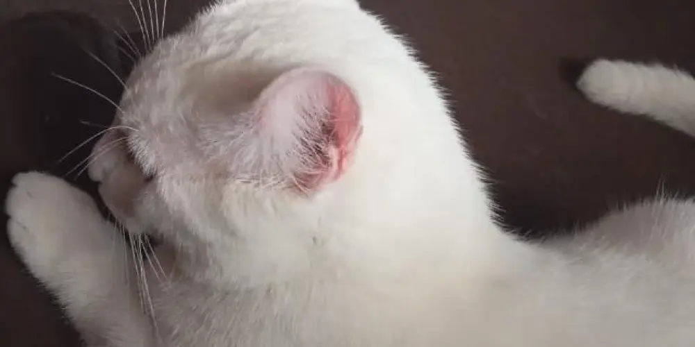 Imagem do grupo de WhatsApp so ddd 15 bate papo Ibiuna