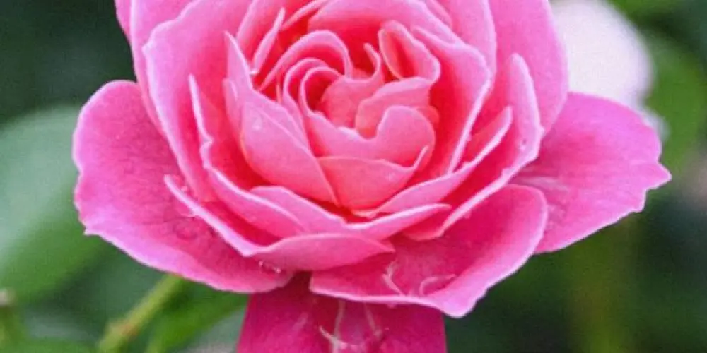 Imagem do grupo de WhatsApp 🌸 Só Elas 🌸