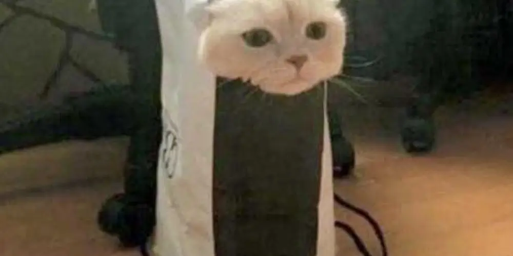 Imagem do grupo de WhatsApp Só Estranhos