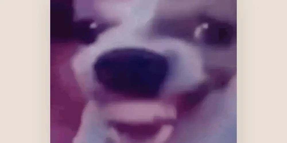 Imagem do grupo de WhatsApp Só Figurinhas 🤫