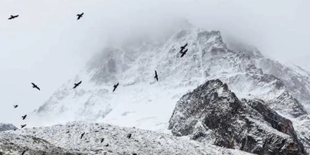 Imagem do grupo de WhatsApp 🔝 Só Figurinhas 🔝