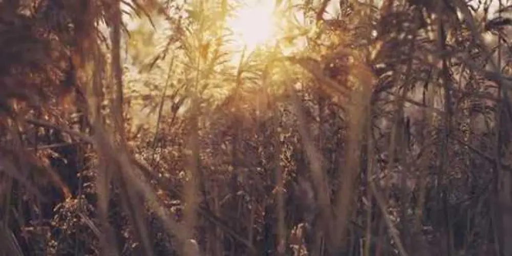 Imagem do grupo de WhatsApp 🔝 Só Figurinhas 🔝