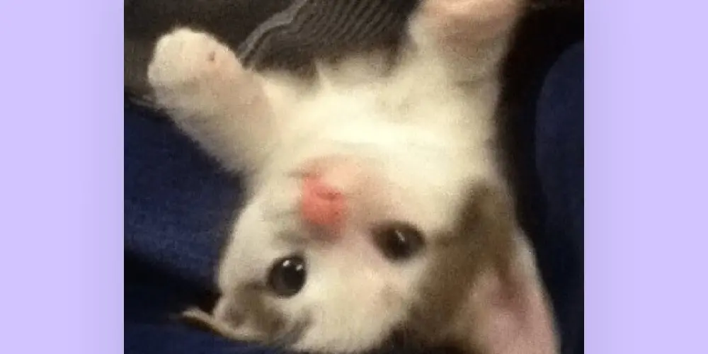 Imagem do grupo de WhatsApp Só Meninas