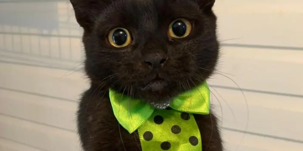 Imagem do grupo de WhatsApp Só meninas😇🔥