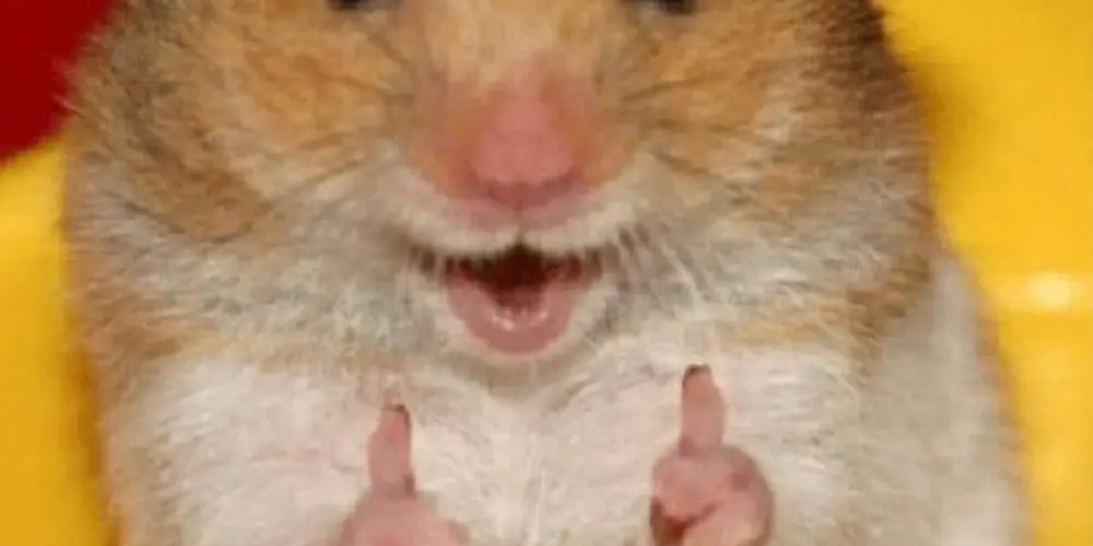 Imagem do grupo de WhatsApp só mogiano😻