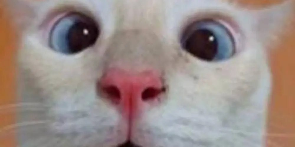 Imagem do grupo de WhatsApp Só na resenha 😝