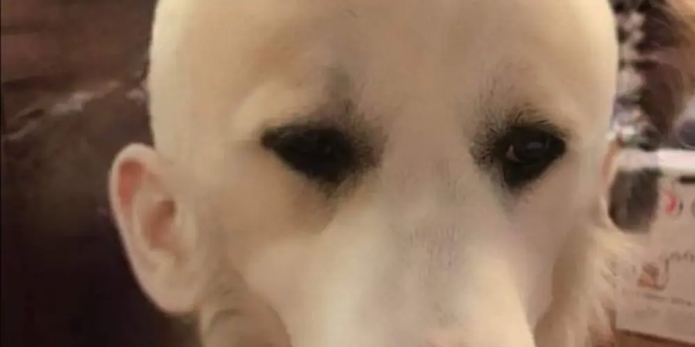 Imagem do grupo de WhatsApp SO ᑌᗰ ＧᖇᑌᑭO ᗩᒪᕮᗩTÓᖇIO...