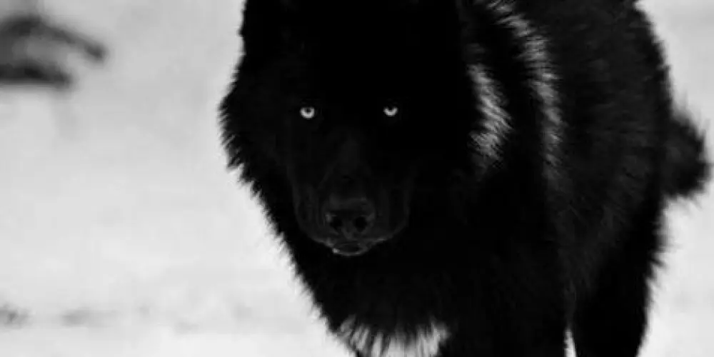 Imagem do grupo de WhatsApp Só os alfas de verdade