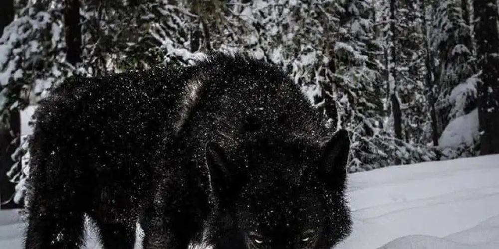 Imagem do grupo de WhatsApp Só os alfas de verdade