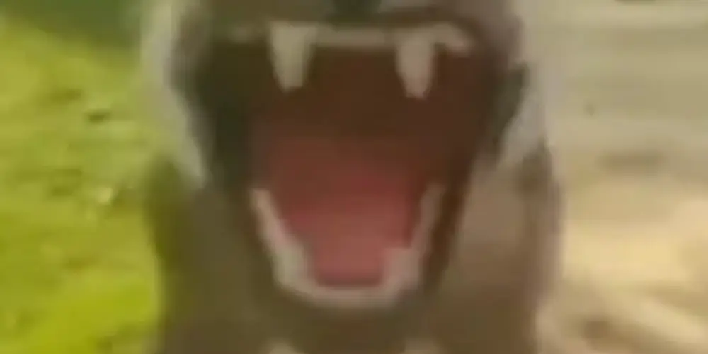 Imagem do grupo de WhatsApp Só os cara