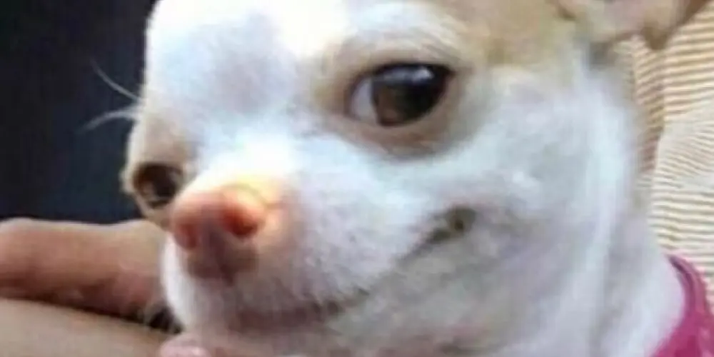 Imagem do grupo de WhatsApp só os crias