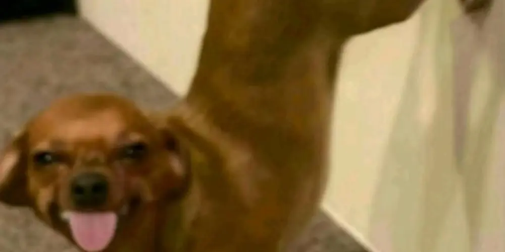 Imagem do grupo de WhatsApp Só os de mentira🥴