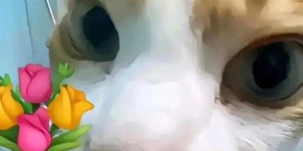 Imagem do grupo de WhatsApp Só os de verdade 🌟😎