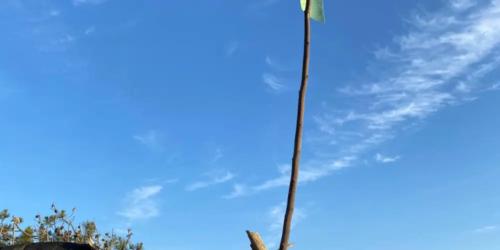 Imagem do grupo de WhatsApp So os de verdadeee