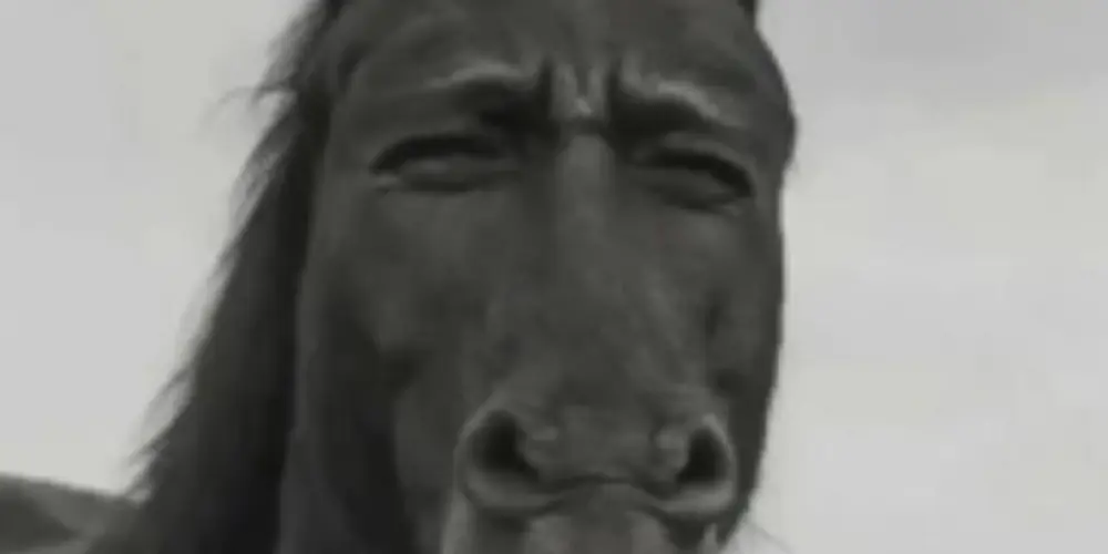 Imagem do grupo de WhatsApp Só os dodóis