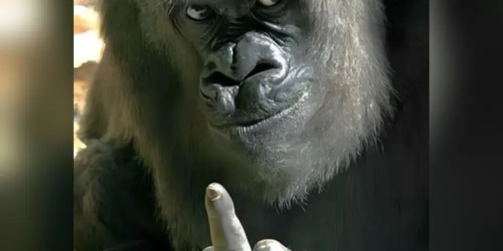 Imagem do grupo de WhatsApp Só os doidos por aqui 🤪❤️