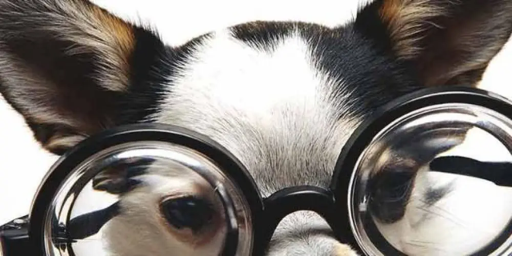 Imagem do grupo de WhatsApp Só os loucos