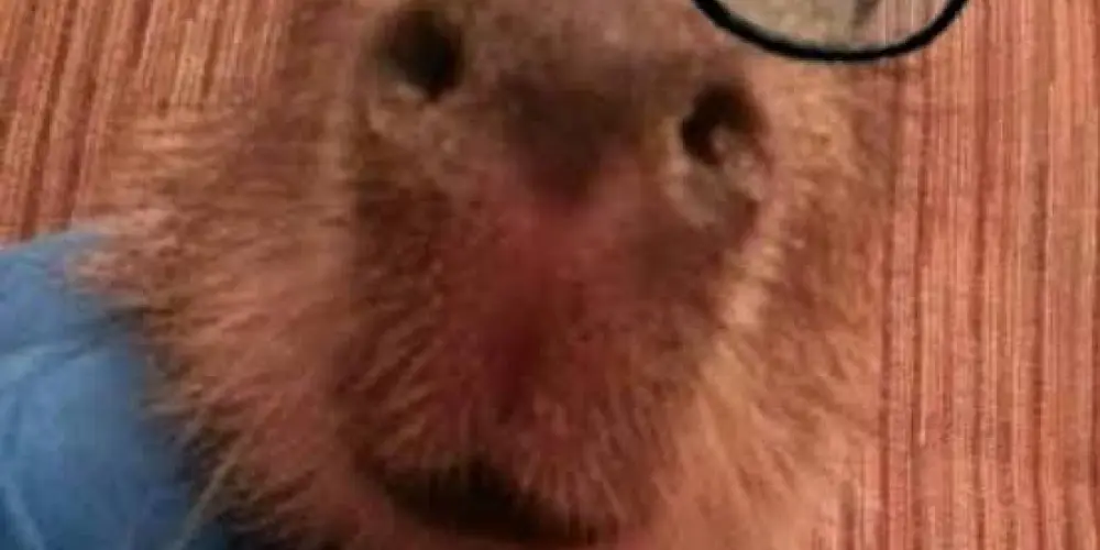 Imagem do grupo de WhatsApp Só os loucos