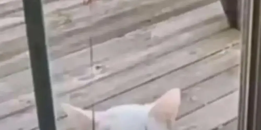 Imagem do grupo de WhatsApp Só os malucos