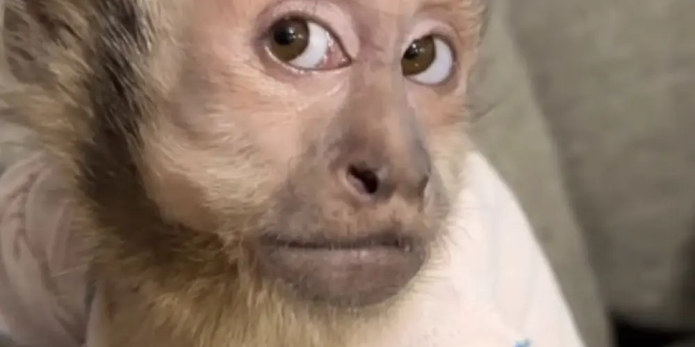 Imagem do grupo de WhatsApp Só os negros