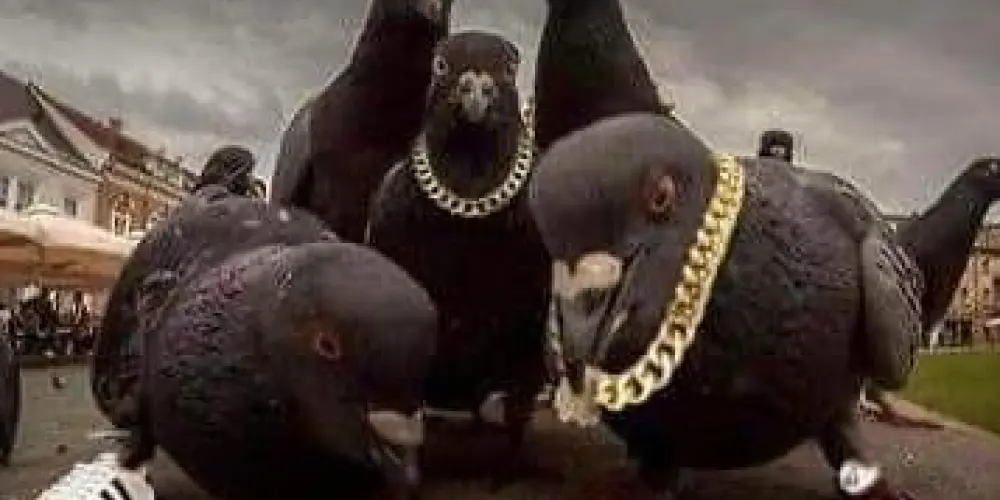 Imagem do grupo de WhatsApp So os pzu de Recife💯💯