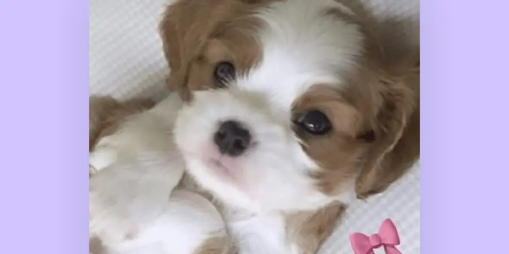 Imagem do grupo de WhatsApp Só os que têm vergonha 😁