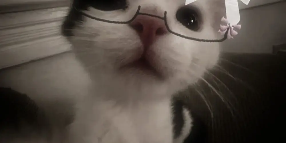 Imagem do grupo de WhatsApp ☆so os virjão☆