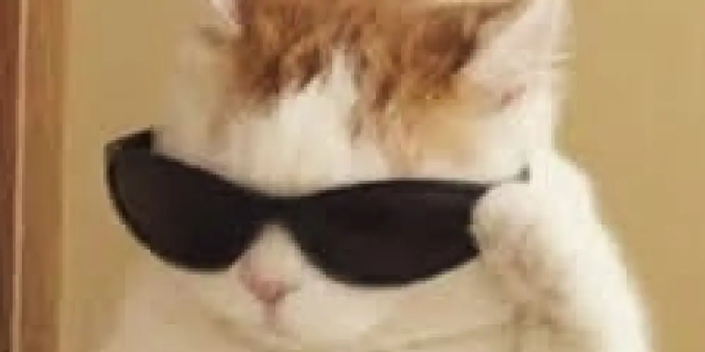 Imagem do grupo de WhatsApp Só pra besteira