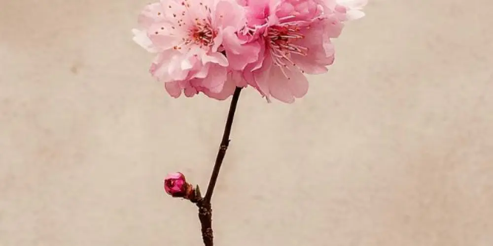 Imagem do grupo de WhatsApp Só Pra Hoje 🌸