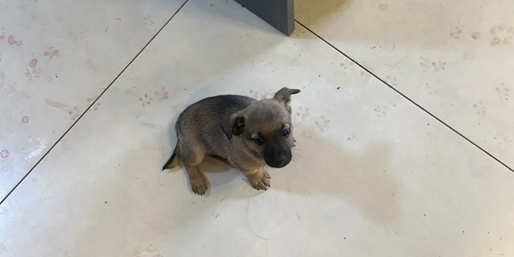 Imagem do grupo de WhatsApp Só pra incomoda