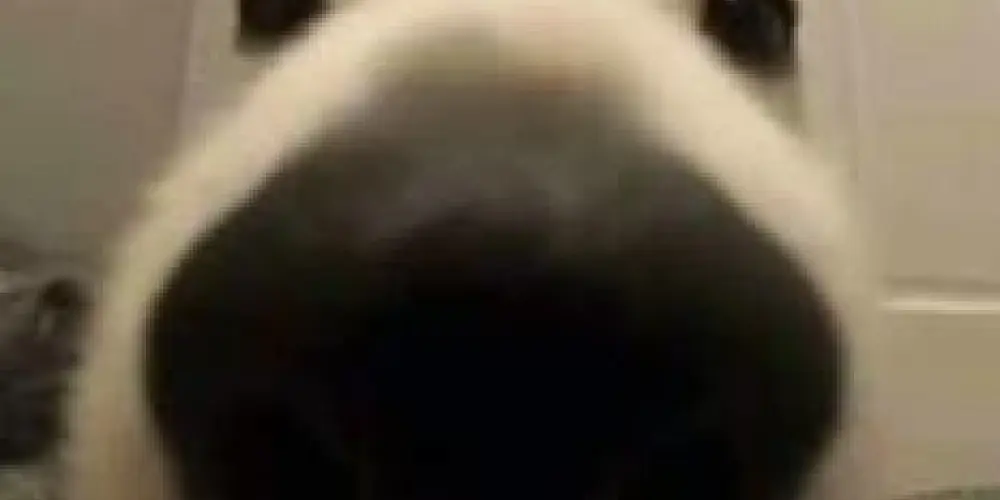 Imagem do grupo de WhatsApp Só pra zuar😉