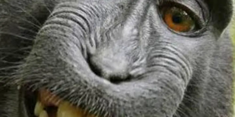 Imagem do grupo de WhatsApp SO PRETO 🙉