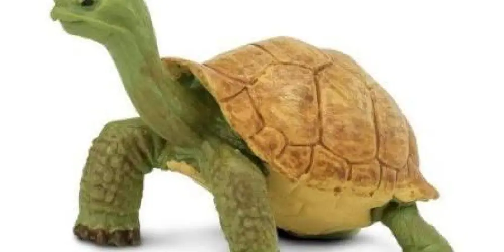 Imagem do grupo de WhatsApp Só quem é tartaruga(Tio)-(SP)