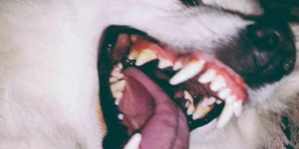 Imagem do grupo de WhatsApp Só quem não é trouxa de mulher