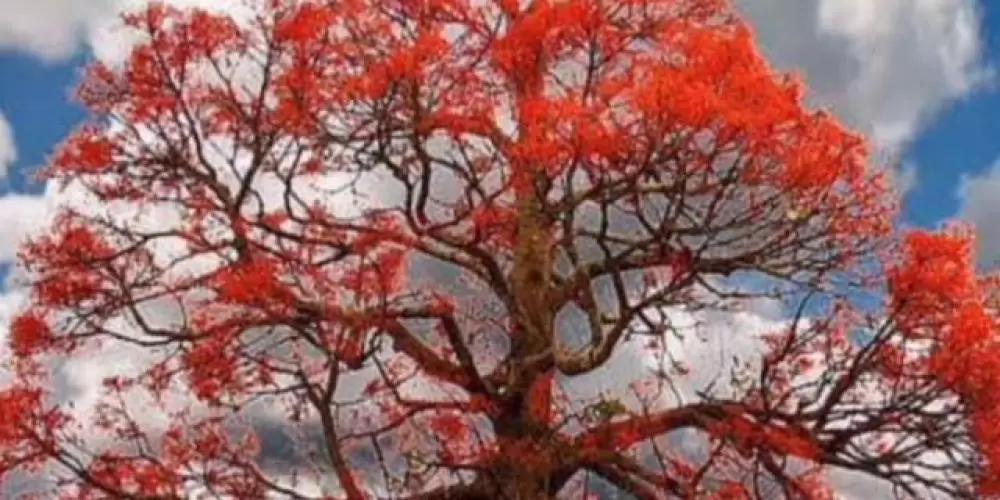 Imagem do grupo de WhatsApp Só reina quem treina💫