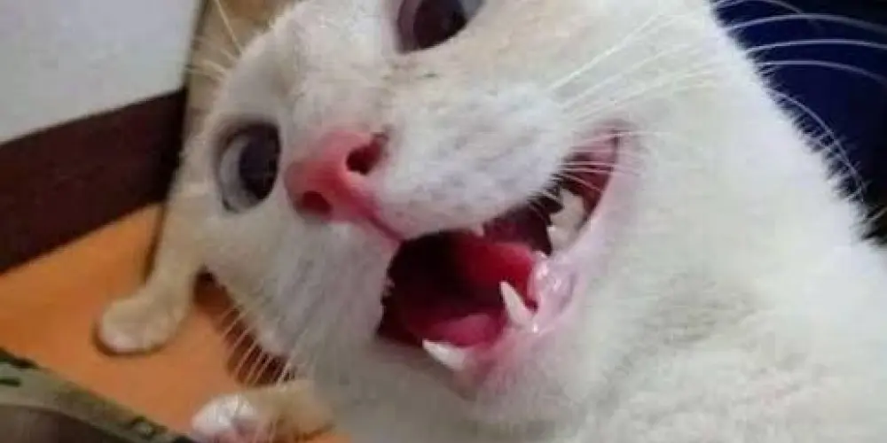 Imagem do grupo de WhatsApp SÓ RESENHA🥴🤣