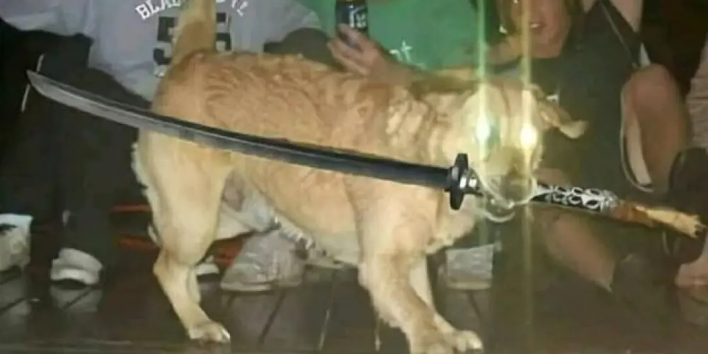 Imagem do grupo de WhatsApp Só resenha