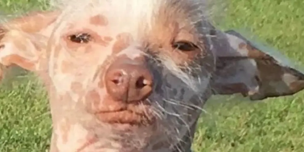 Imagem do grupo de WhatsApp Só Resenha😂