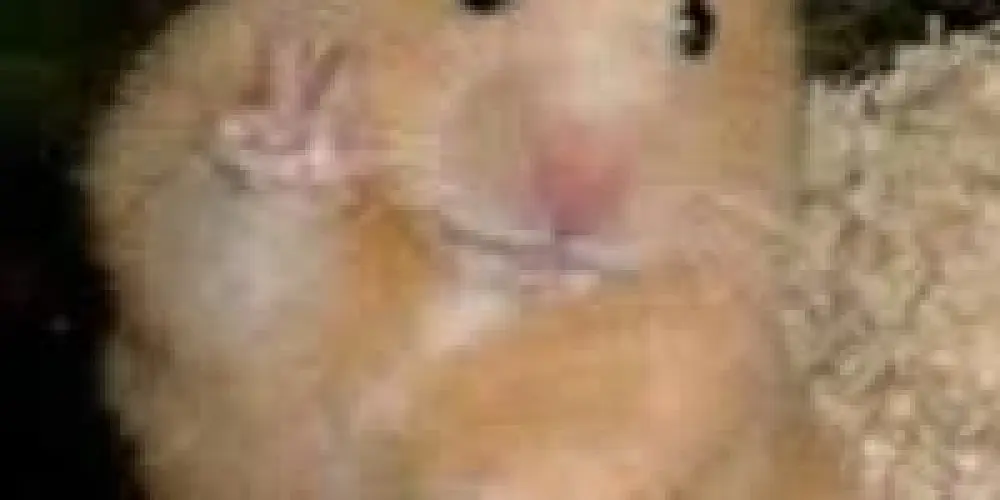 Imagem do grupo de WhatsApp Só resenha