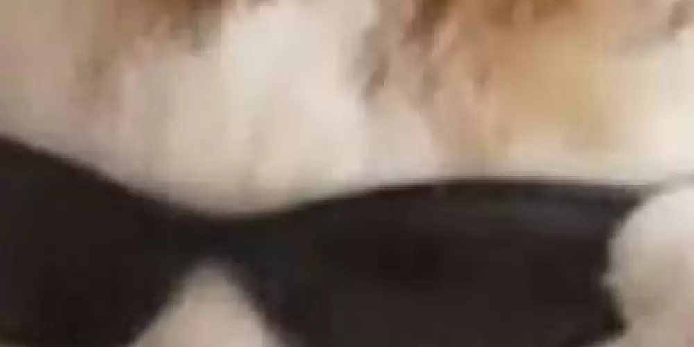 Imagem do grupo de WhatsApp Só zueiras