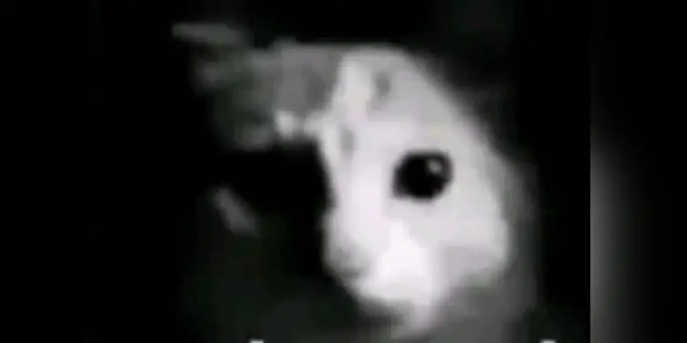 Imagem do grupo de WhatsApp sobra nada pro beta