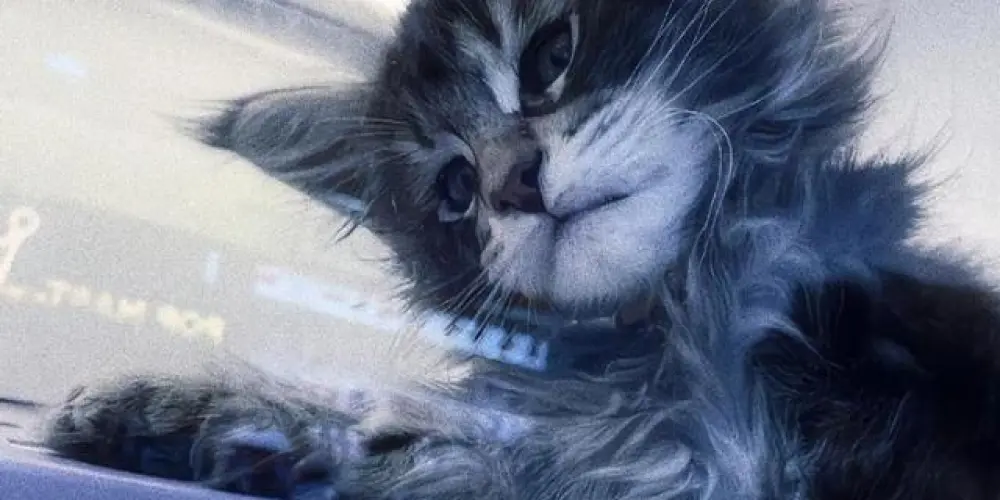 Imagem do grupo de WhatsApp S̸o̸l̸o̸s̸ b̸l̸u̸e̸