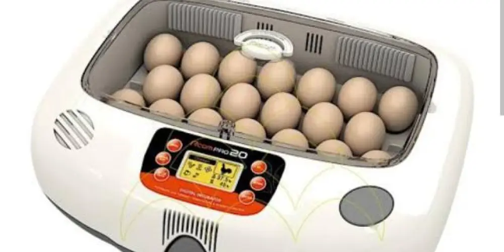 Imagem do grupo de WhatsApp Somos todos uma família criadores