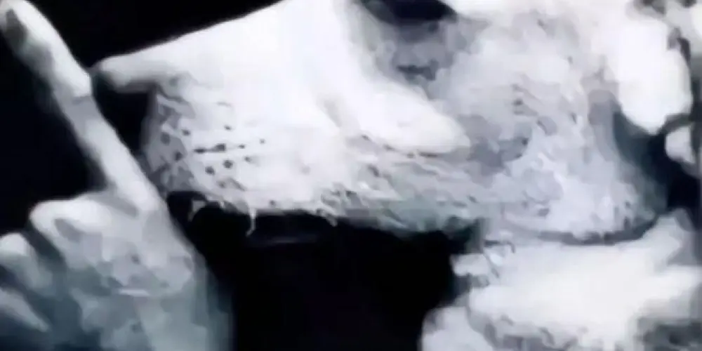 Imagem do grupo de WhatsApp Sooschupeta